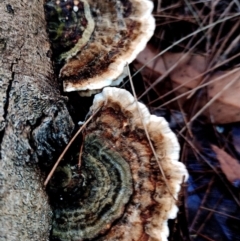 Trametes versicolor at Eurobodalla National Park - 16 Jun 2024 by Teresa