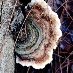 Trametes sp. at Eurobodalla National Park - 16 Jun 2024 10:09 AM