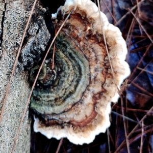 Trametes sp. at Eurobodalla National Park - 16 Jun 2024 10:09 AM