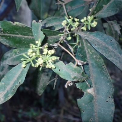 Notelaea longifolia f. longifolia (Mock Olive) at Tanja, NSW - 15 Jun 2024 by plants