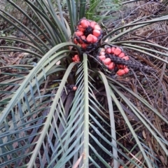 Macrozamia communis (Burrawang) at Tanja, NSW - 15 Jun 2024 by plants