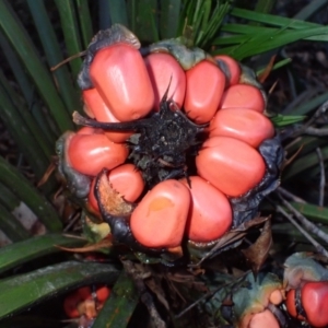 Macrozamia communis at Tanja Lagoon Camp - suppressed