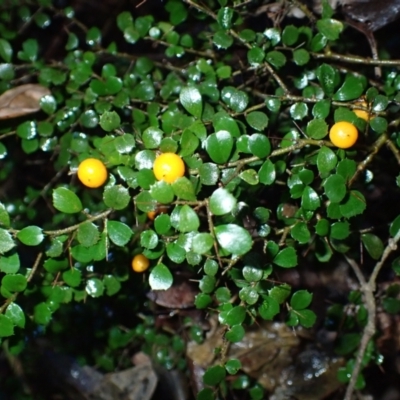 Pittosporum multiflorum (Orange Thorn) at Nelson, NSW - 15 Jun 2024 by plants