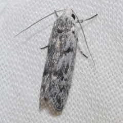 Lichenaula onychotypa (Lichenaula onychotypa) at Freshwater Creek, VIC - 20 Feb 2023 by WendyEM