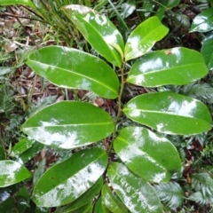 Eupomatia laurina (bolwarra) at Mimosa Rocks National Park - 15 Jun 2024 by plants