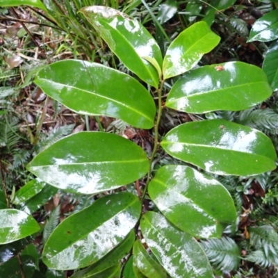 Eupomatia laurina (bolwarra) at Mimosa Rocks National Park - 15 Jun 2024 by plants