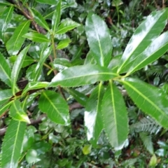 Symplocos thwaitesii (Buff Hazelwood) at Mimosa Rocks National Park - 14 Jun 2024 by plants