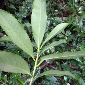 Symplocos thwaitesii at Mimosa Rocks National Park - 15 Jun 2024