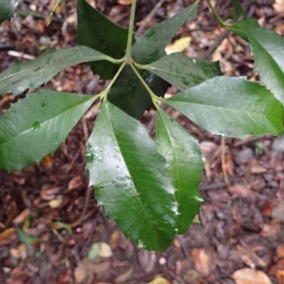 Doryphora sassafras at Mimosa Rocks National Park - 15 Jun 2024 by plants