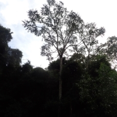 Polyscias murrayi (Pencil Cedar) at Nelson, NSW - 14 Jun 2024 by plants