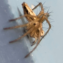 Oxyopes sp. (genus) at QPRC LGA - 17 Jun 2024