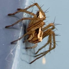 Oxyopes sp. (genus) at QPRC LGA - 17 Jun 2024