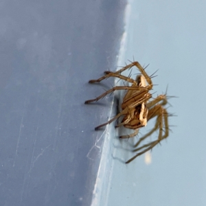 Oxyopes sp. (genus) at QPRC LGA - 17 Jun 2024