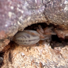 Clubiona sp. (genus) (Unidentified Stout Sac Spider) at QPRC LGA - 17 Jun 2024 by Hejor1