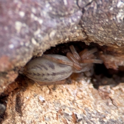 Clubiona sp. (genus) (Unidentified Stout Sac Spider) at QPRC LGA - 17 Jun 2024 by Hejor1