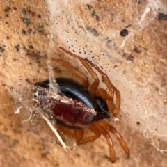 Euryopis umbilicata (Striped tick spider) at QPRC LGA - 17 Jun 2024 by Hejor1