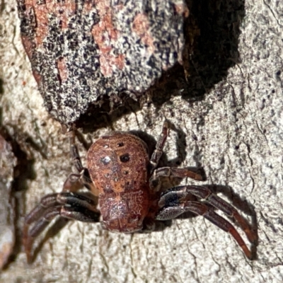 Cymbacha ocellata (Crab spider) at QPRC LGA - 17 Jun 2024 by Hejor1