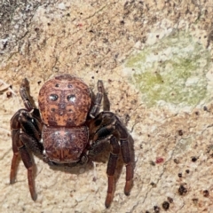 Cymbacha ocellata at QPRC LGA - 17 Jun 2024