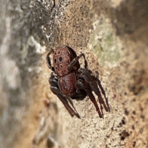 Cymbacha ocellata at QPRC LGA - 17 Jun 2024