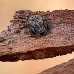 Cymbacha ocellata at QPRC LGA - 17 Jun 2024