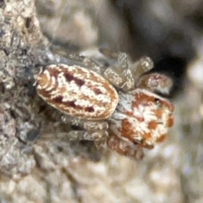 Opisthoncus serratofasciatus (Chevronned jumper) at QPRC LGA - 17 Jun 2024 by Hejor1
