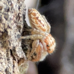 Opisthoncus serratofasciatus at QPRC LGA - 17 Jun 2024