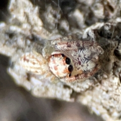 Opisthoncus serratofasciatus at QPRC LGA - 17 Jun 2024