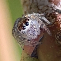 Opisthoncus grassator (Jumping spider) at QPRC LGA - 17 Jun 2024 by Hejor1