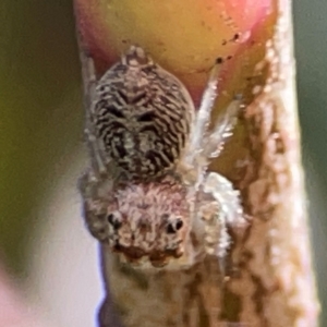 Opisthoncus grassator at QPRC LGA - 17 Jun 2024