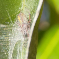 Deliochus sp. (genus) (A leaf curling spider) at QPRC LGA - 17 Jun 2024 by Hejor1