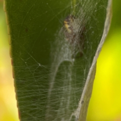 Deliochus sp. (genus) at QPRC LGA - 17 Jun 2024