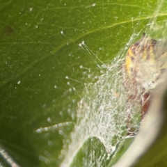 Deliochus sp. (genus) at QPRC LGA - 17 Jun 2024