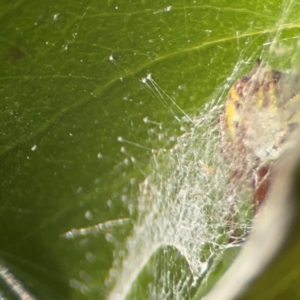 Deliochus sp. (genus) at QPRC LGA - 17 Jun 2024