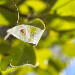 Deliochus sp. (genus) at QPRC LGA - 17 Jun 2024