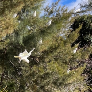 Cacatua sanguinea at QPRC LGA - 17 Jun 2024