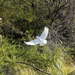 Cacatua sanguinea at QPRC LGA - 17 Jun 2024