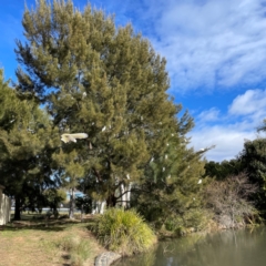 Cacatua sanguinea at QPRC LGA - 17 Jun 2024