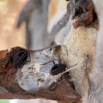 Theseus modestus (Gum tree shield bug) at QPRC LGA - 17 Jun 2024 by Hejor1