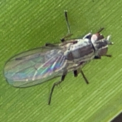 Unidentified Other true fly at Jerrabomberra, NSW - 17 Jun 2024 by Hejor1