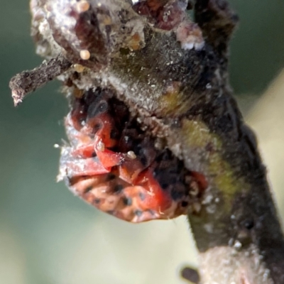 Icerya acaciae (Acacia mealy bug) at QPRC LGA - 17 Jun 2024 by Hejor1