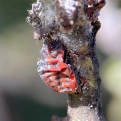 Icerya acaciae at QPRC LGA - 17 Jun 2024