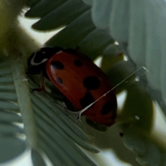 Hippodamia variegata (Spotted Amber Ladybird) at QPRC LGA - 17 Jun 2024 by Hejor1