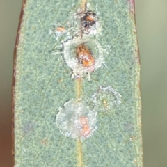 Psyllidae sp. (family) (Unidentified psyllid or lerp insect) at QPRC LGA - 17 Jun 2024 by Hejor1