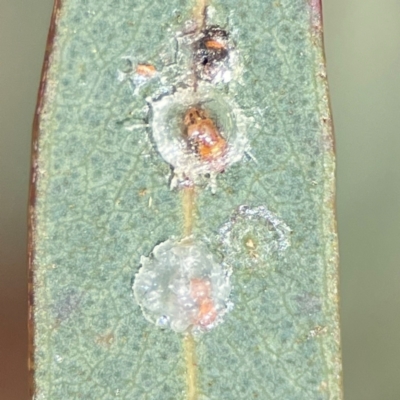 Unidentified Psyllid, lerp, aphid or whitefly (Hemiptera, several families) at Jerrabomberra, NSW - 17 Jun 2024 by Hejor1
