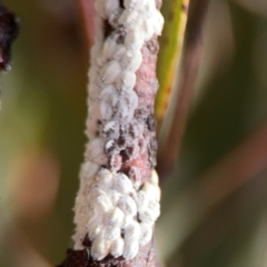 Unidentified Scale insect or Mealybug (Hemiptera, Coccoidea) at Jerrabomberra, NSW - 17 Jun 2024 by Hejor1