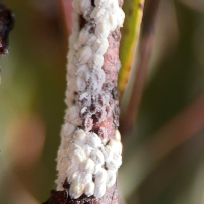 Unidentified Scale insect or Mealybug (Hemiptera, Coccoidea) at Jerrabomberra, NSW - 17 Jun 2024 by Hejor1