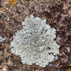 Flavoparmelia sp. at Jerrabomberra, NSW - 17 Jun 2024 by Hejor1