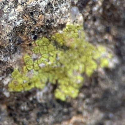 Teloschistes sp. (genus) at Jerrabomberra, NSW - 17 Jun 2024 by Hejor1