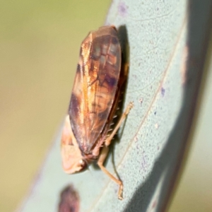 Brunotartessus fulvus at QPRC LGA - 17 Jun 2024