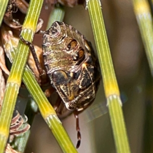 Pentatomidae (family) at QPRC LGA - 17 Jun 2024